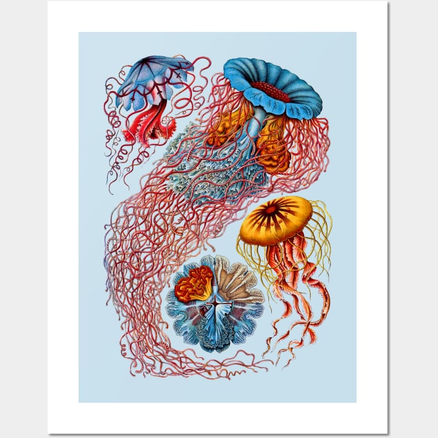 Ernst Haeckel Jellyfish Discomedusae Wall Art by Scientistudio